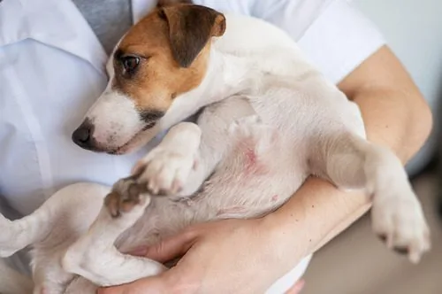 Preventing Future Grooming Rashes