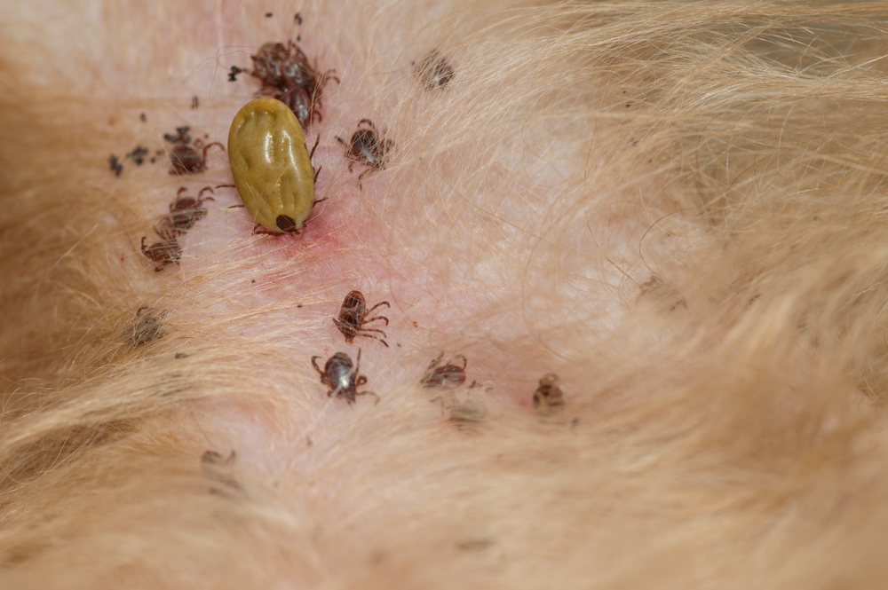 Preventing Future Tick Infestations