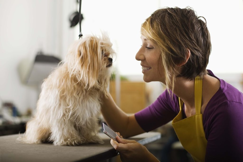 Preventing Matted Dog Hair with Careers Collectiv