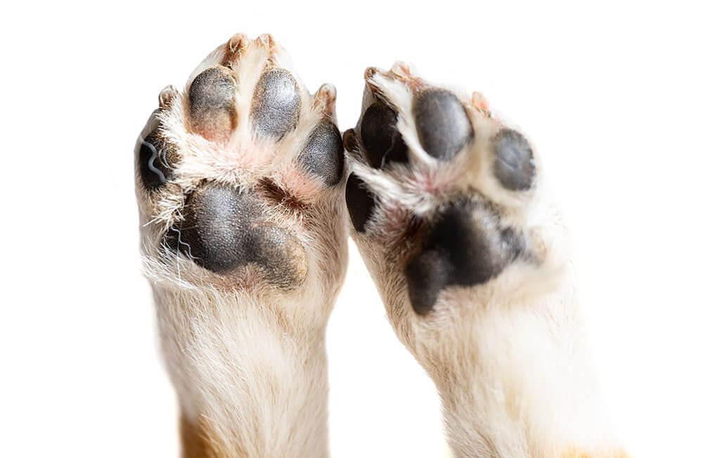 Preventing Paw Pad Injuries