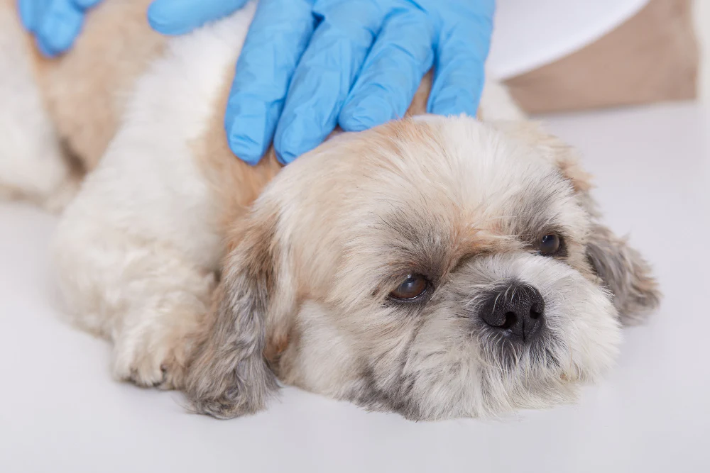 Preventing Skin Issues with Smarter Grooming