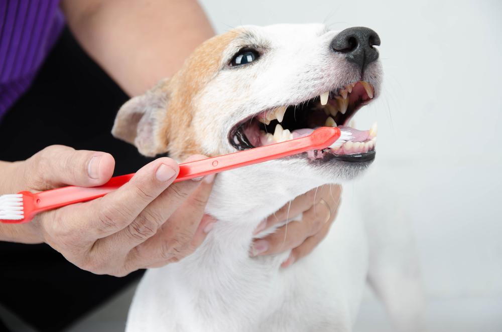 Preventive Oral Care for Dogs