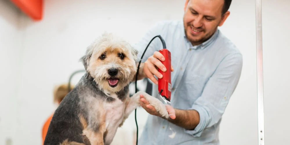 Pro Grooming vs. DIY