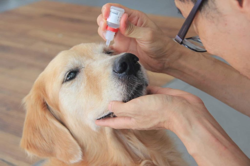Products That Help Keep Dog’s Eyes Healthy
