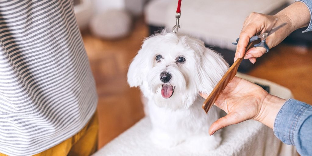 Professional Groomer vs DIY: Which Is Best?