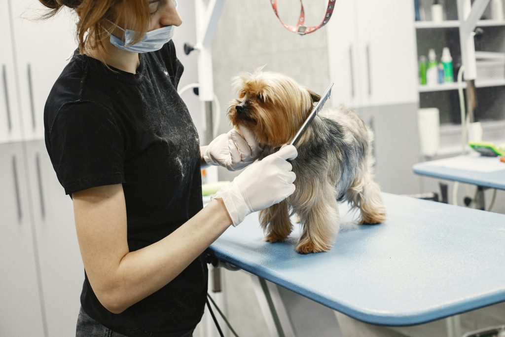 Professional Groomers and Dog Body Language
