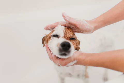 Professional Grooming Advice for Pet Owners