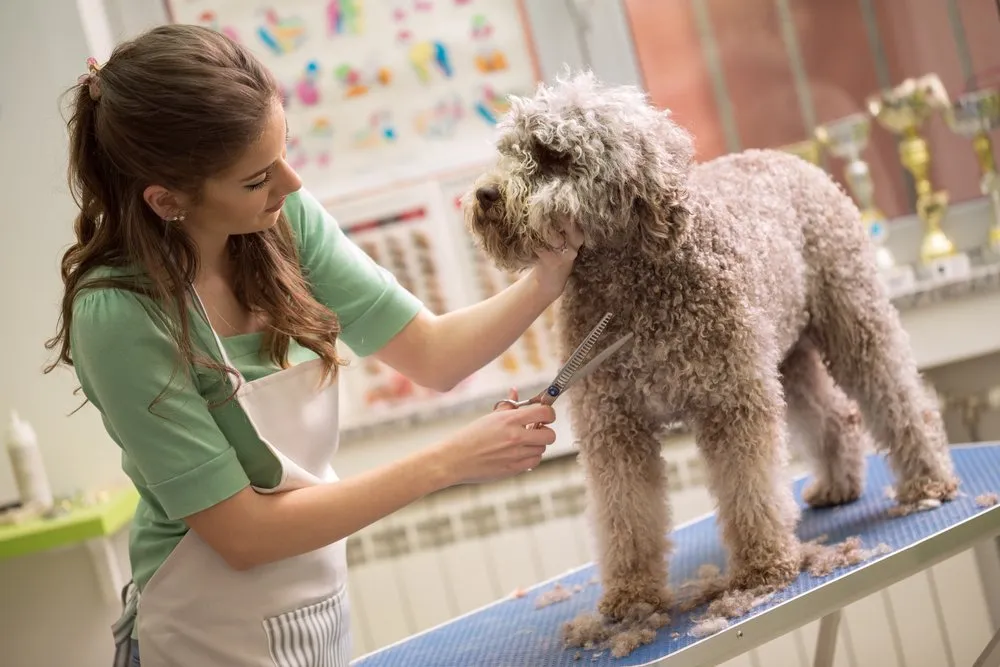 Professional Grooming vs At-Home Grooming for Matting Prevention