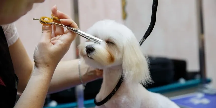 Professional Grooming vs. At-Home Grooming: What’s the Difference?