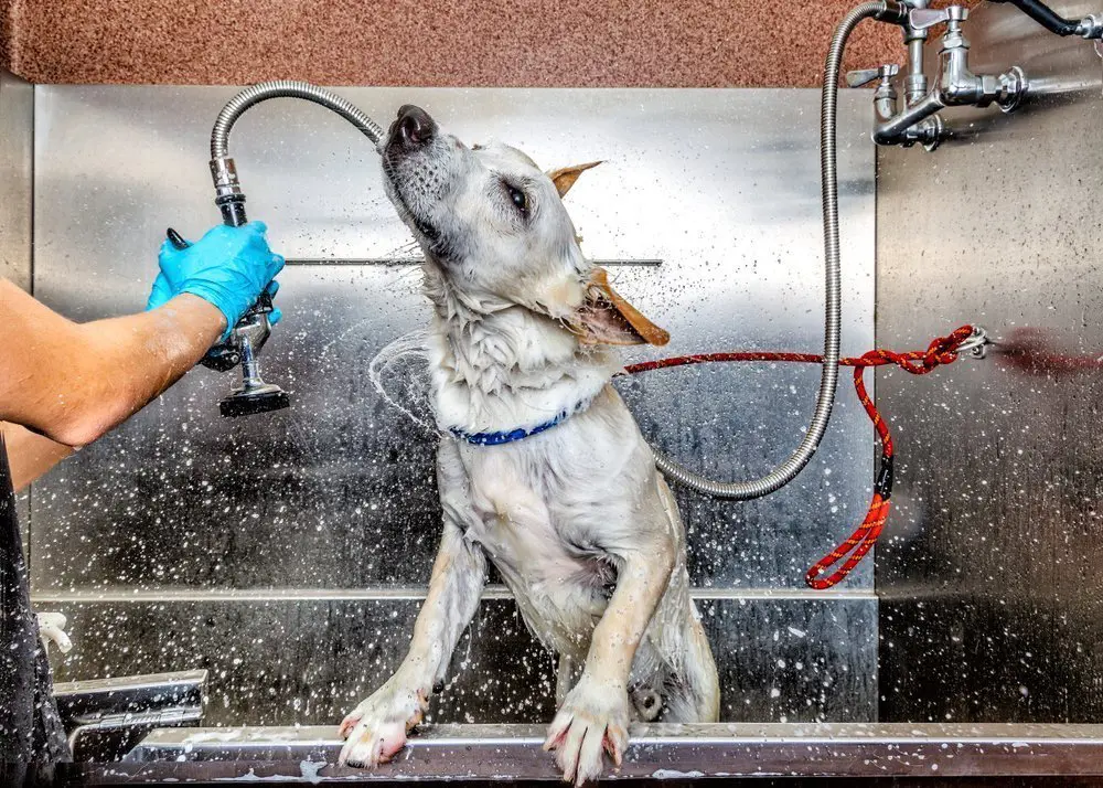 Quick Decision Guide: Home Wash or Professional Groom?