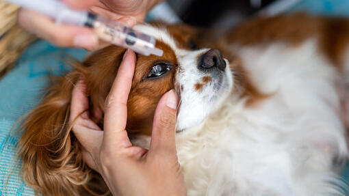 Responsible Dog Care and Eye Cleaning