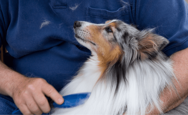 Rough Handling During Grooming