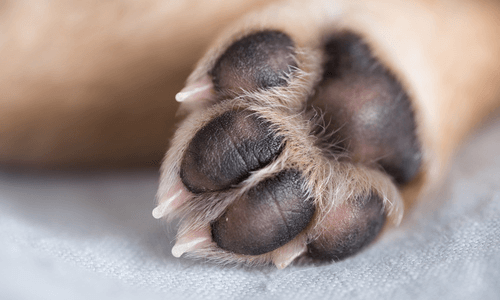 Routine Paw Pad Maintenance Tips
