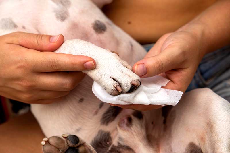 Safe Ways to Clean Between Your Dog’s Toes