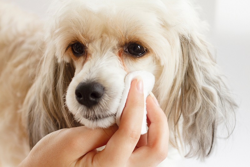 Safe Ways to Clean Your Dog’s Eyes at Home