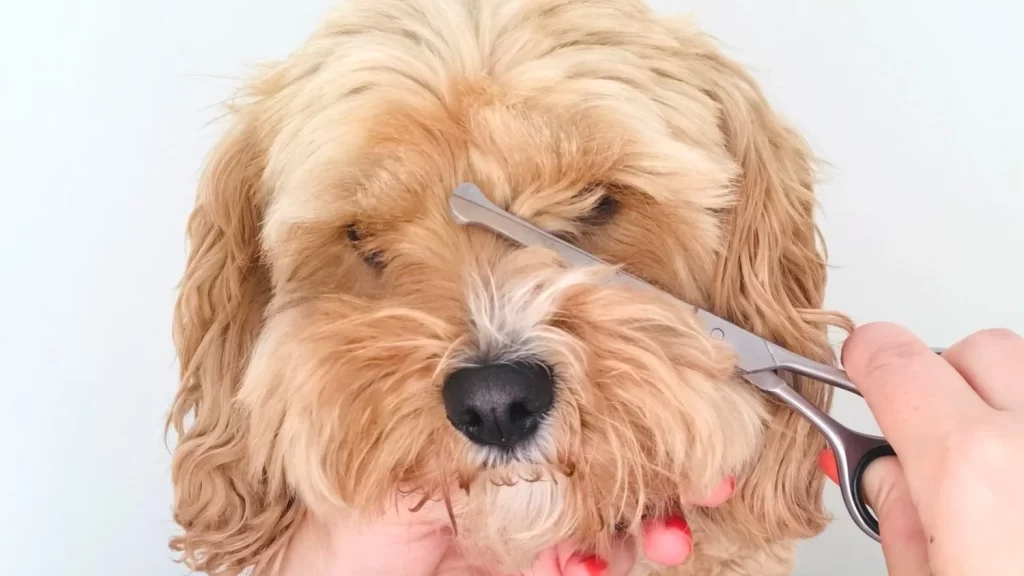 Safety Precautions Every Dog Owner Should Know