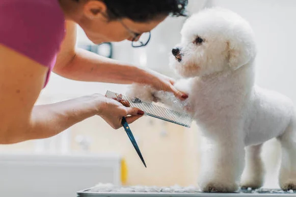 Seasonal Grooming Adjustments