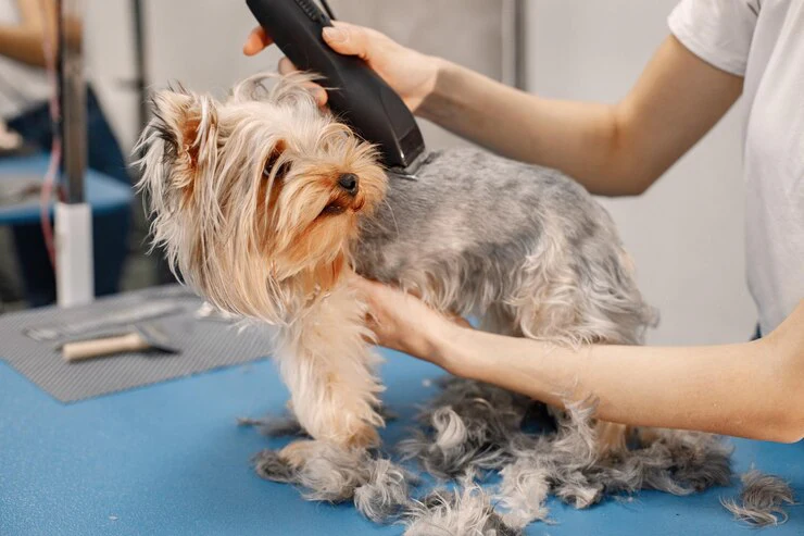 Shaving or Cutting Coats Too Short