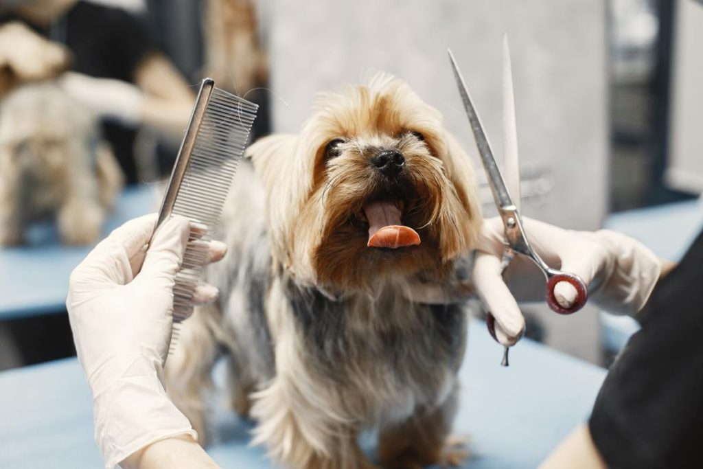 Should I Change Groomers or Try Grooming at Home?