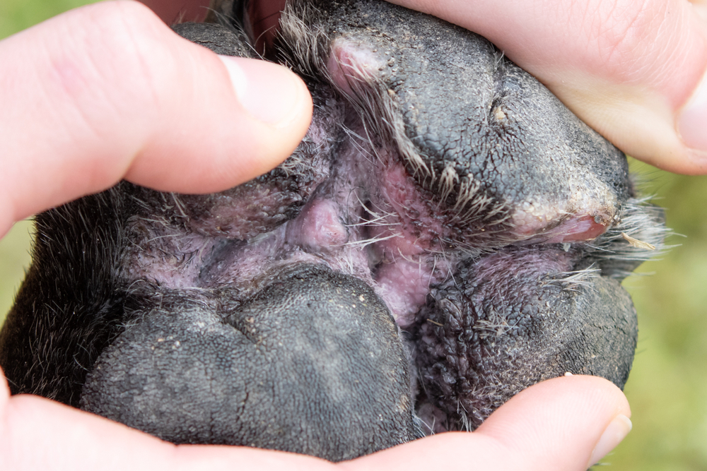Signs of Dog Paw Damage You Shouldn’t Ignore
