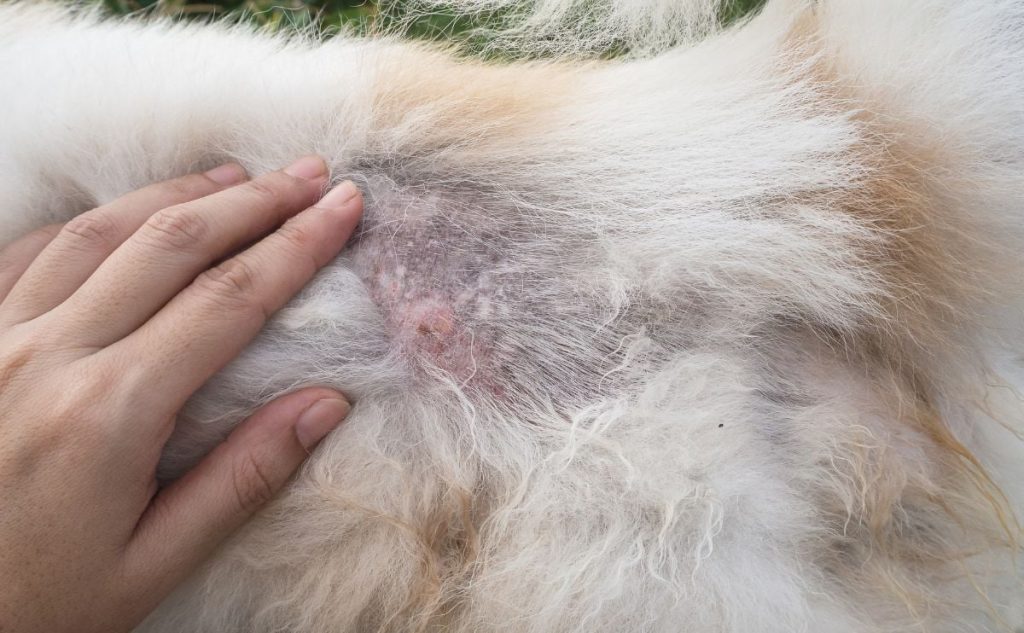Signs of Skin Issues Every Dog Owner Should Watch For