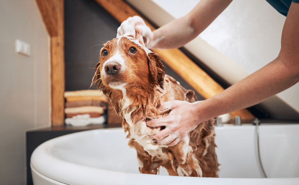 Signs You Might Be Bathing Your Dog Too Often