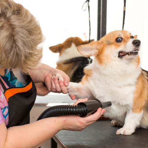 Tips to Make Grooming Enjoyable for Dogs