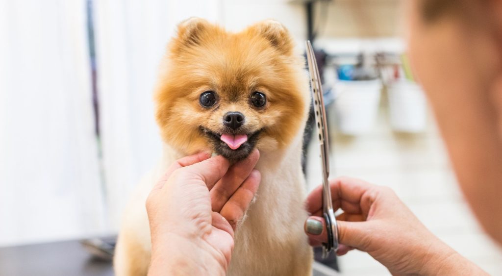 Professional Groomers and Dog Body Language