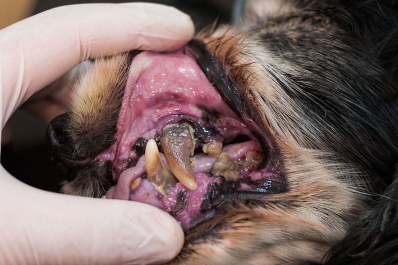 Signs Your Dog Has Poor Oral Hygiene