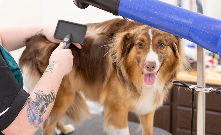 Signs Your Dog Is Developing Mats (And How to Catch It Early)