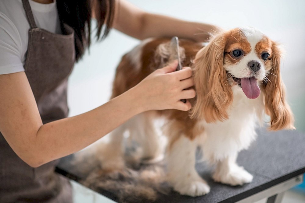 Signs Your Dog May Benefit from More Grooming