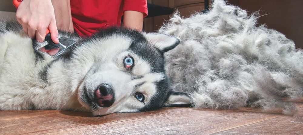 Signs Your Dog’s Coat Is Matting