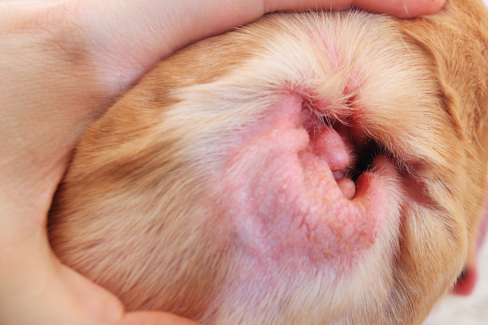 Signs Your Dog’s Ears Need Cleaning