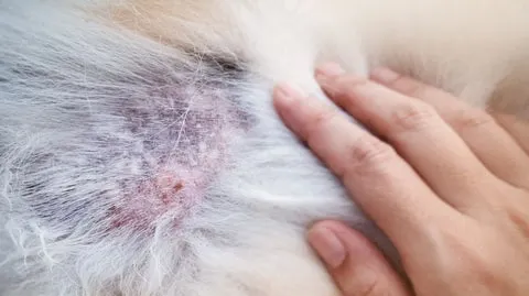 Skin and Coat Damage