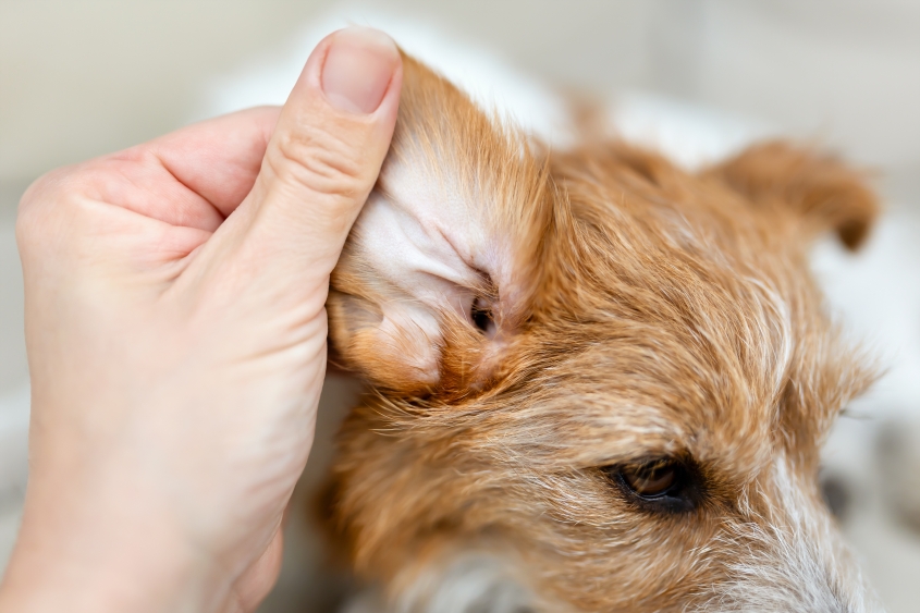 Skipping Ear Care or Cleaning Incorrectly