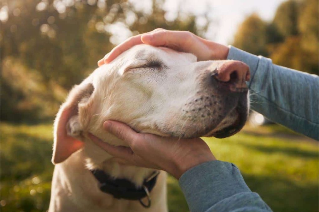 Special Tips for Puppies, Seniors, and Rescue Dogs