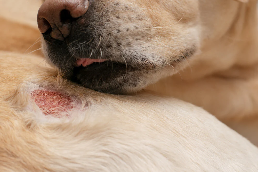 Specific Skin Conditions Prevented by Regular Grooming