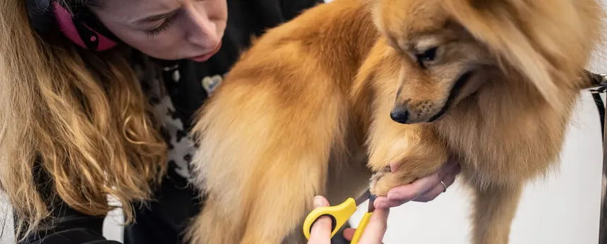 Spring and Autumn Grooming Managing Shedding and Coat Transitions