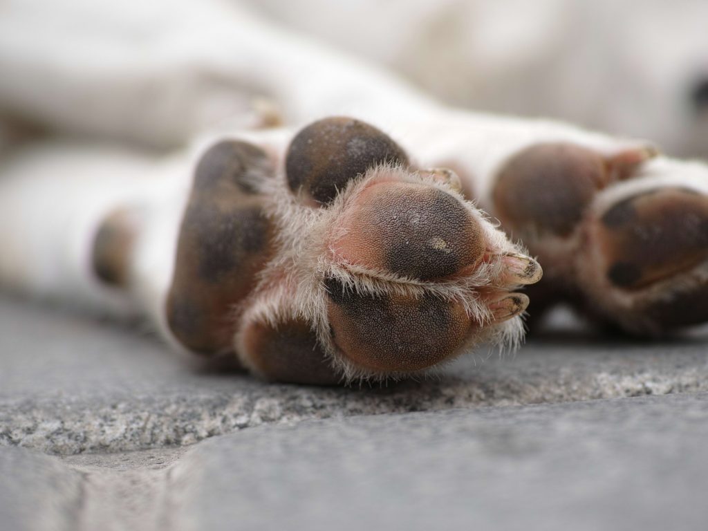 Step-by-Step Guide to Checking Your Dog’s Paw Pads