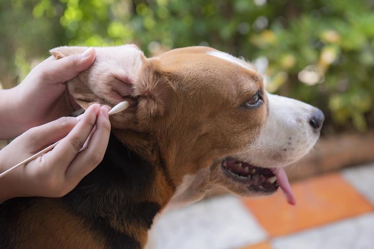 Step-by-Step Guide to Cleaning Dog Ears Safely