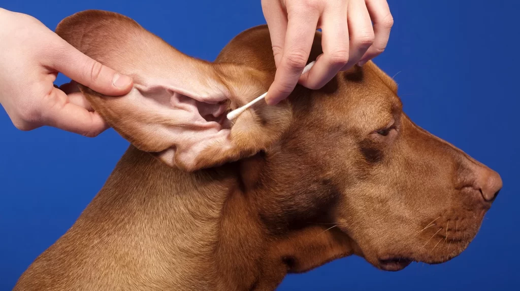 Step-by-Step Guide to Cleaning Your Dog’s Ears at Home