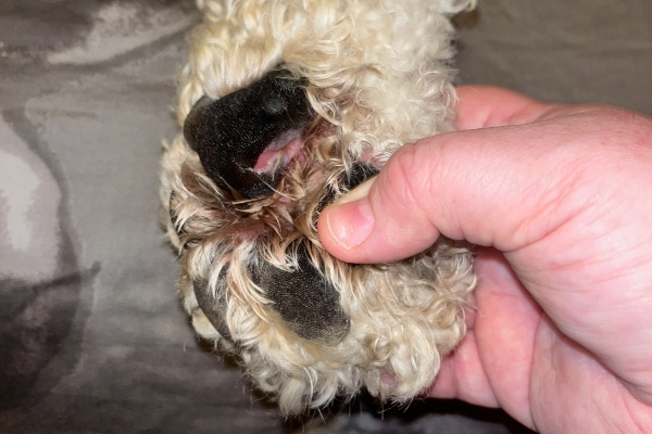 Step-by-Step Guide to Inspecting Dog Paw Pads