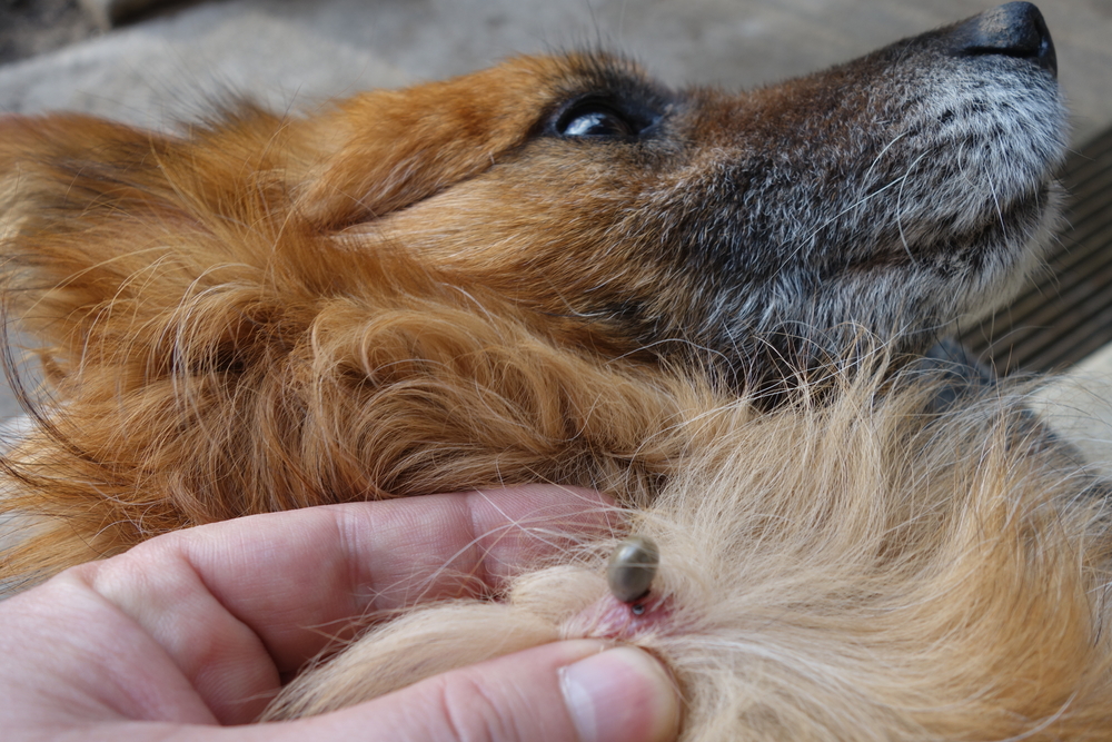 Step-by-Step Guide to Safely Remove Ticks from Dogs
