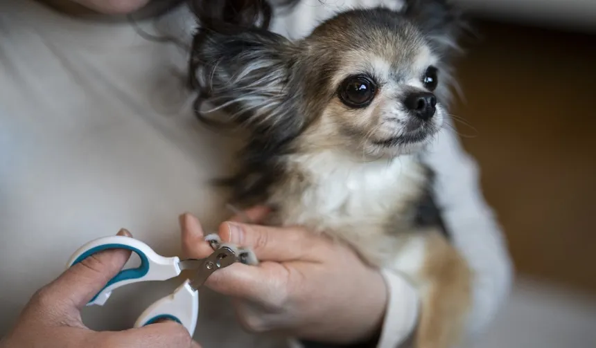 Step-by-Step: How to Trim Dog Nails Safely