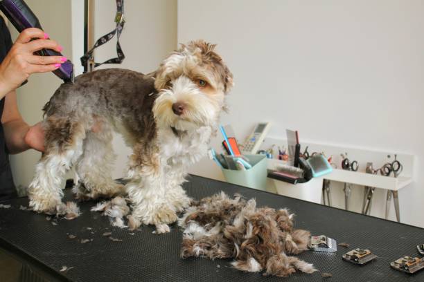 Step-by-Step Plan to Help a Nervous Dog Get Used to Grooming