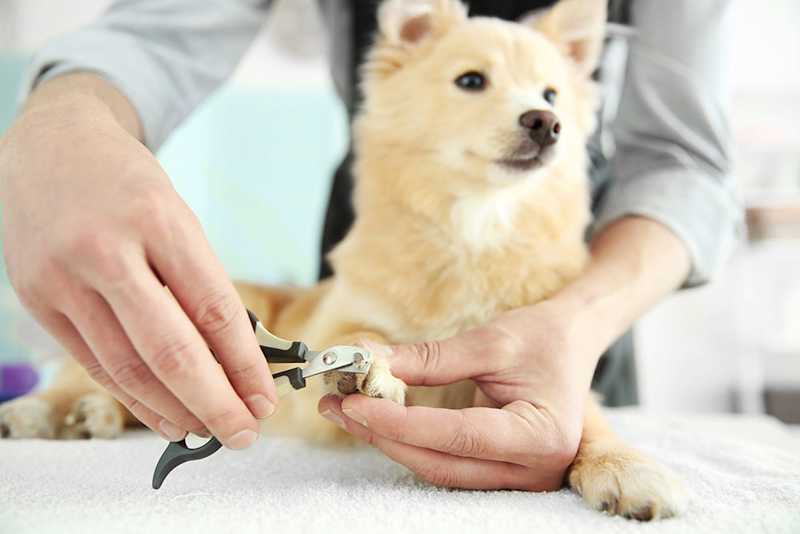 Step-by-Step: Trimming Your Dog’s Nails Without Stress