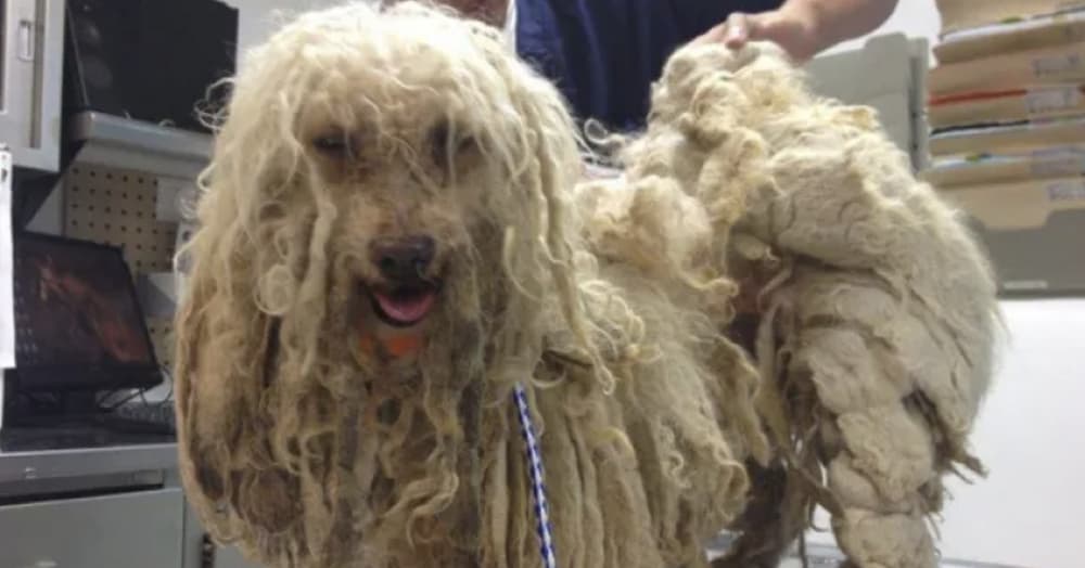 Tangles and Your Dog’s Health: More Than Just Looks