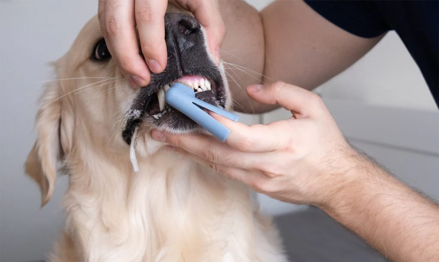The Benefits of Professional Teeth Cleaning
