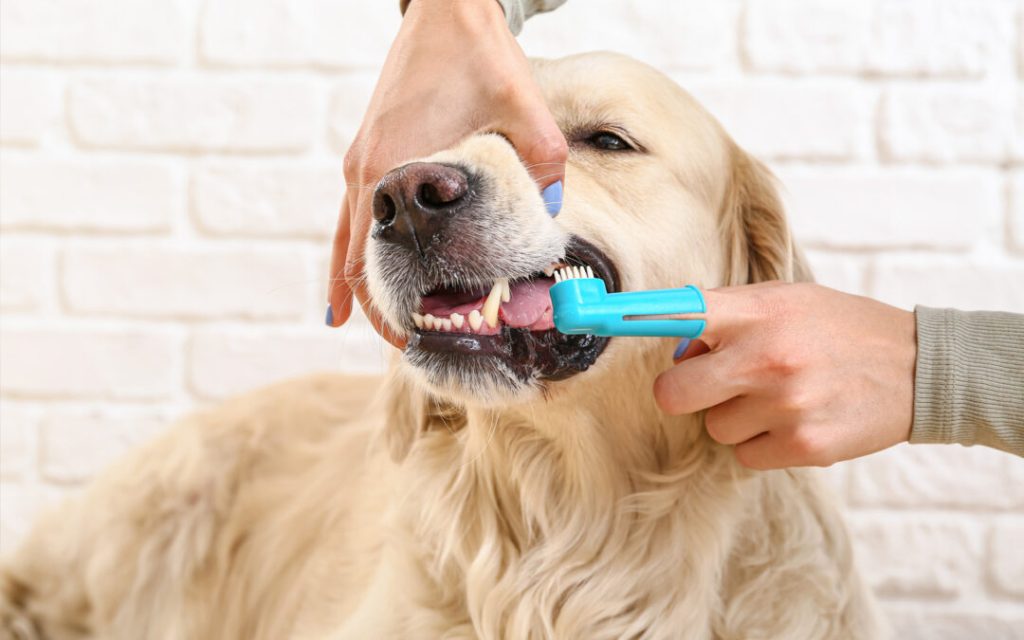 The Dangers of Neglecting Your Dog’s Oral Hygiene