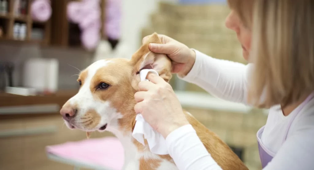 The Importance of Cleaning Your Dog’s Ears Regularly